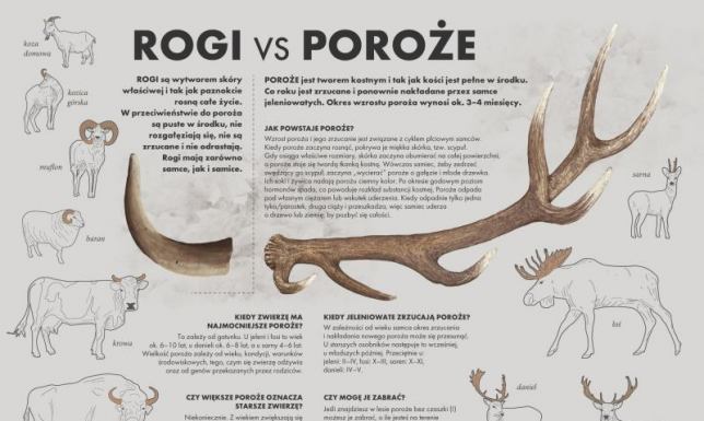 ogólnopolska akcja pod kryptonimem „Wieniec”
