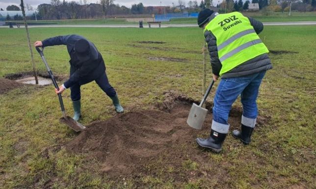 Prezydent sadził drzewa na suwalskich bulwarach