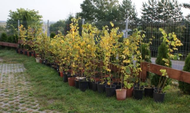 Sadzenie drzew w Bakałarzewie