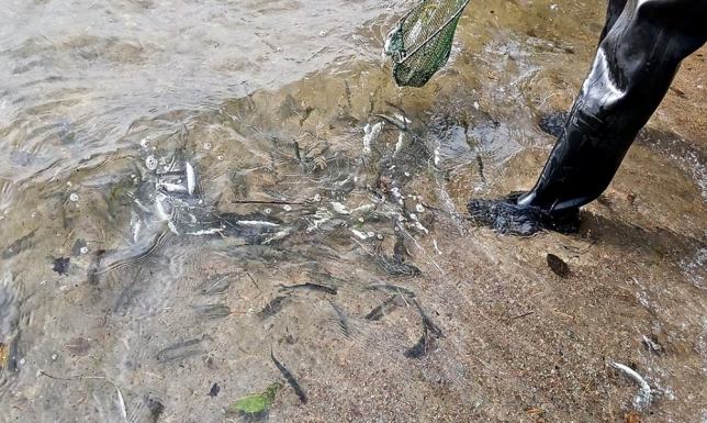 Wigierski Park Narodowy, zarybianie jeziora Wigry