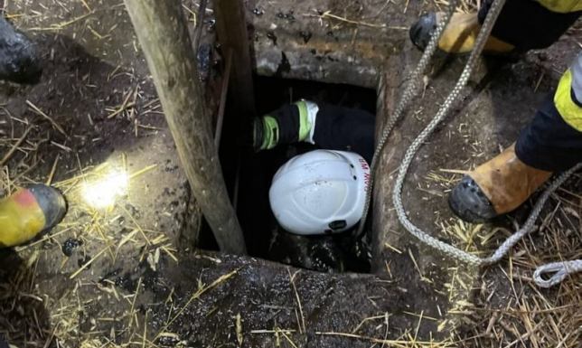 Mężczyzna utknął w ogrodzeniu, a cielę wpadło do szamba. Interweniowali strażacy Nietypowe interwencje suwalskich strażaków