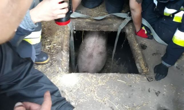 Świnia w zbiorniku na gnojowicę Świnia wpadła do zbiornika na gnój