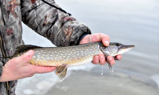 70 kilogramów szczupaków i 5 kilogramów sandaczy trafiło do Zalewu Arkadia