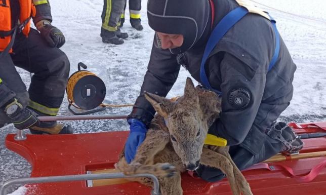 lód na jeziorze Hańcza załamał się pod sarną
