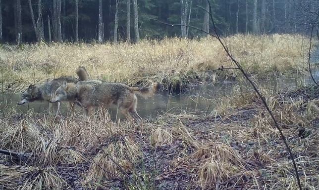 Wędrówki wilków przez WPN Wędrówki wilków przez WPN