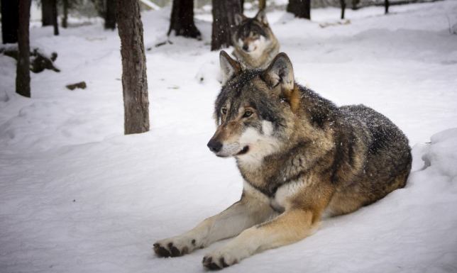 nadzór nad zwierzętami i unikanie spacerów po lesie w okolicach Sejn