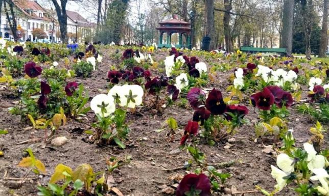 W Suwałkach dobiegły końca tegoroczne nasadzenia wiosenne