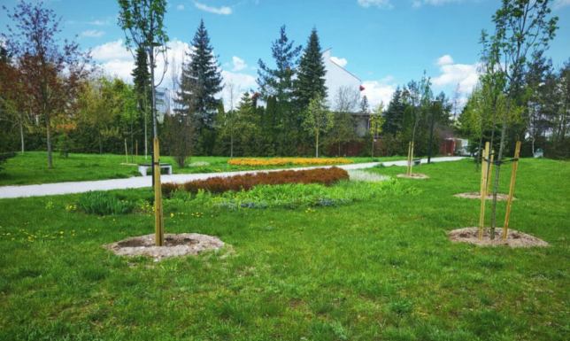 Akcja wiosennego sadzenia drzew Zarządu Dróg i Zieleni w Suwałkach