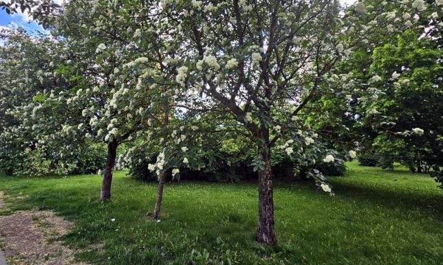 W Suwałkach rozpoczął się kolejny etap realizacji zielonych inwestycji