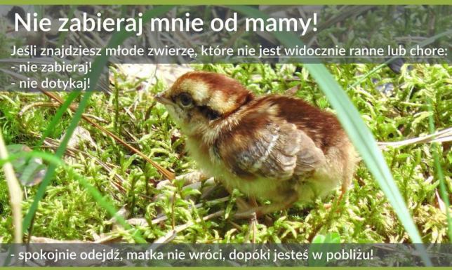 nawet jeśli zwierzęta wydają się "porzucone", wcale tak nie jest