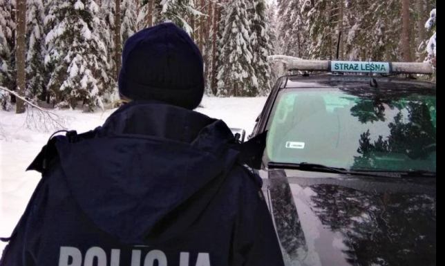 Mundurowi sprawdzają legalność pochodzenia sprzedawanych drzewek