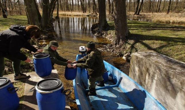 Blisko 35 milionów sielaw trafiło do jezior Wigry oraz Mulaczysko