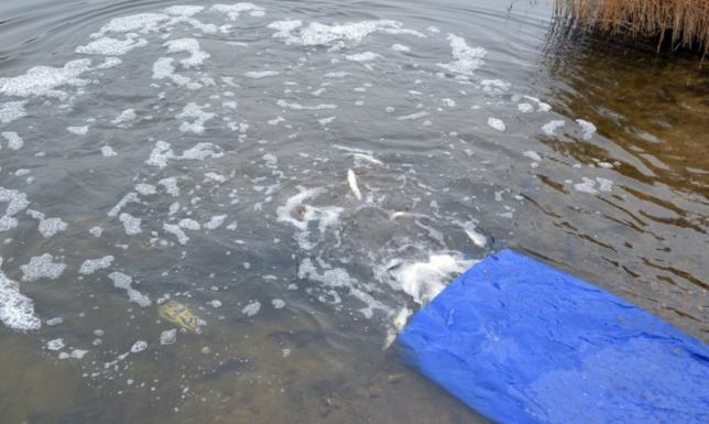 60 kilogramów szczupaków trafiło do suwalskiego Zalewu Arkadia.