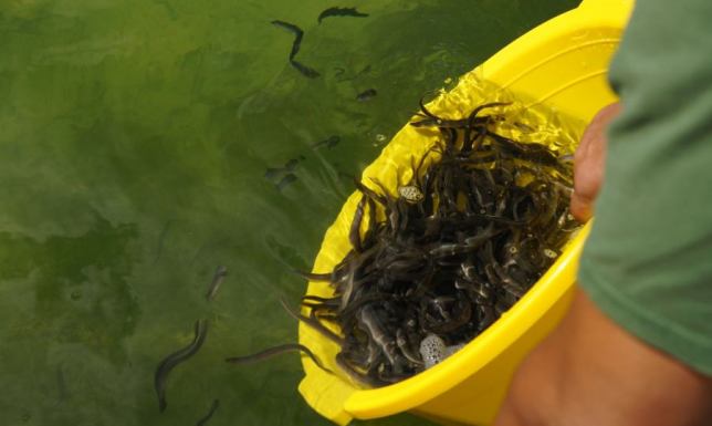 WPN wypuścił około 14 000 sztuk mocno podrośniętych węgorzyków