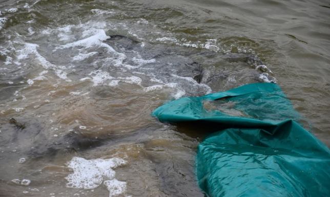 Zarybili Zalew Arkadia 20 kilogramów szczupaków i 35 kilogramów sandaczy w Zalewie Arkadia