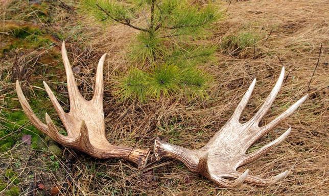 Ogólnopolska akcja "Wieniec", Lasy Państwowe