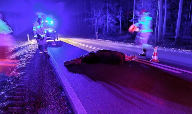 Samochód osobowy zderzył się z łosiem gmina Giby