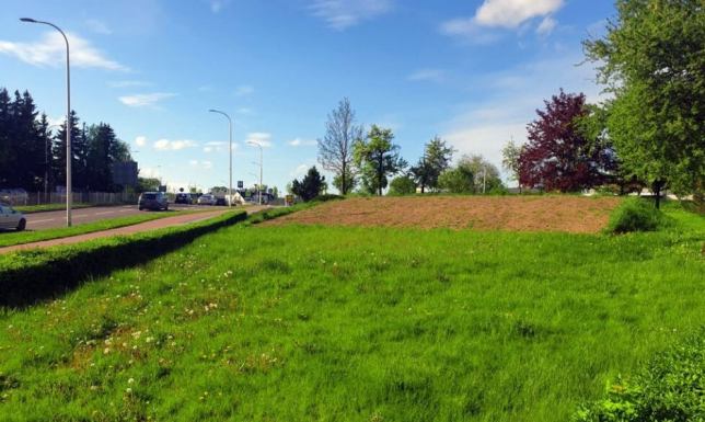 rabata kwiatowa, układająca się w napis "Pogodne Suwałki"