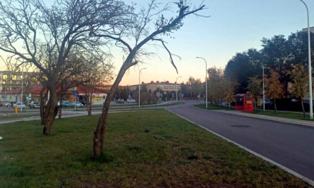 Wytną cztery drzewa, które kończą życie biologiczne. Posadzą 30 nowych Do końca października planowana jest wycinka czterech drzew w Suwałkach