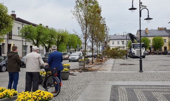 Zielenieje centrum Augustowa Trwają prace nad zielenią na Rynku Zygmunta Augusta w Augustowie
