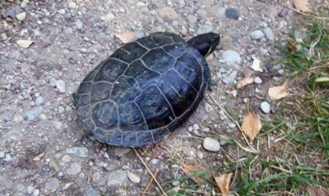 Żółw z Ameryki w WPN