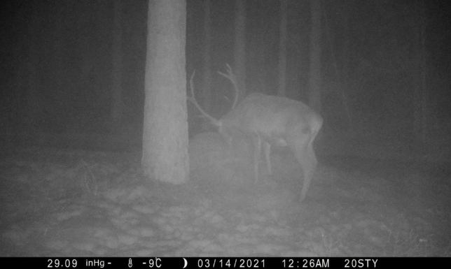 Fotopułapka zarejestrowała zrzut poroża samce jelenia szlachetnego – byki zrzucają swoje poroże