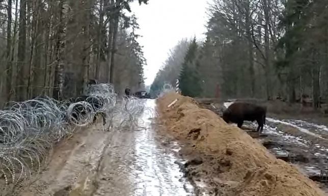 umożliwiono czterem żubrom przejście z Białorusi do Polski.