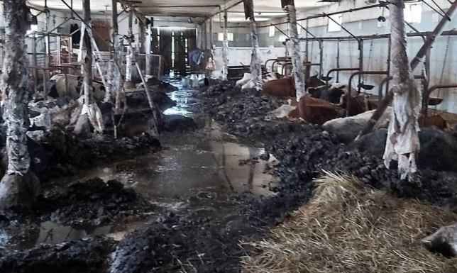 19 sztuk padłego bydła oraz pies bez dostępu do wody i pożywienia