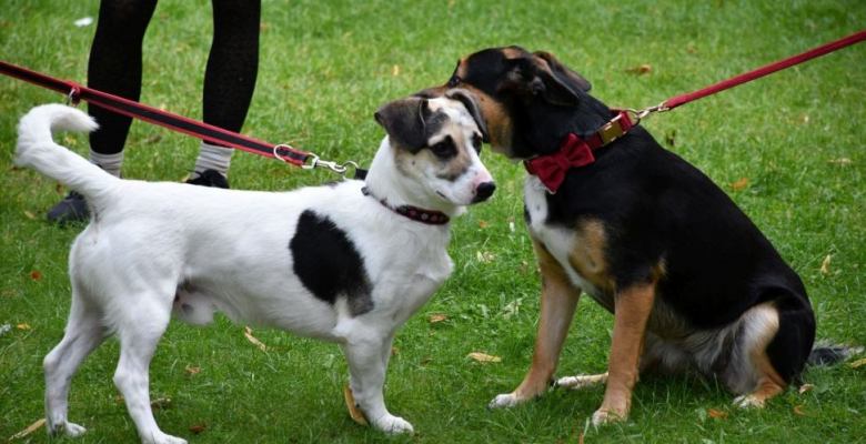 Prowadzący schronisko spełnia wszystkie wymagania wynikające z przepisów