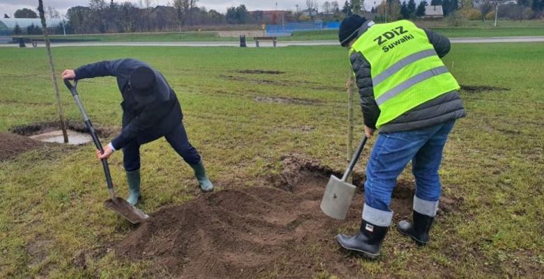 Prezydent sadził drzewa na suwalskich bulwarach