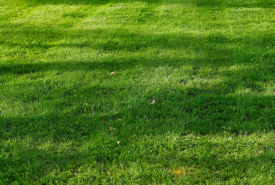 Na co zwrócić uwagę przy wyborze wertykulatora?