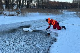 Łabędzia leżącego na rzece Rospuda uratowali w poniedziałek (02.02) strażacy