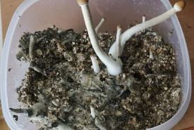 Policjanci ujawnili narkotyki w mieszkaniu 33-letniego mężczyzny