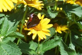 Prezydent Suwałk Czesław Renkiewicz, ogłosił nabór wniosków