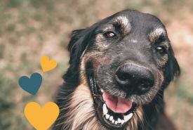 Zbiórka prowadzona jest na rzecz Fundacji Zwierzęta Niczyje