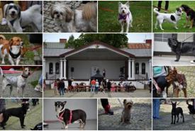 działalność suwalskiego schroniska dla zwierząt