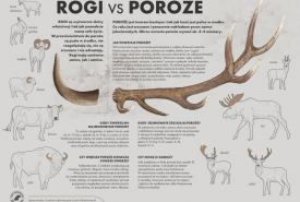 ogólnopolska akcja pod kryptonimem „Wieniec”