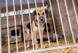 Stan przygotowania schronisk dla zwierząt do długotrwałych mrozów