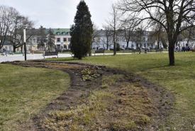 zwiększenie powierzchni zielonej na Placu Marii Konopnickiej w Suwałkach