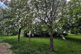  nowy park linearny położony pomiędzy ul. W. S. Reymonta, a ul. Ogrodową