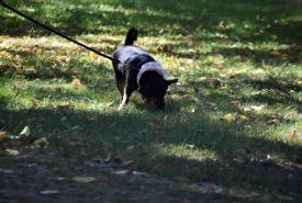 Informacja Powiatowego Lekarza Weterynarii do właścicieli psów