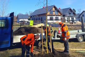 Wiosną zaplanowano posadzenie 37 nowych drzew