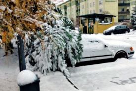 złamanie konaru sosny pod ciężarem śniegu