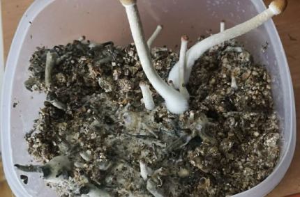 Policjanci ujawnili narkotyki w mieszkaniu 33-letniego mężczyzny