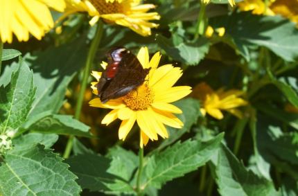 Prezydent Suwałk Czesław Renkiewicz, ogłosił nabór wniosków