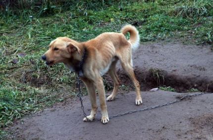 Zwierzęta wyglądały na niedożywione i zaniedbane od dłuższego czasu