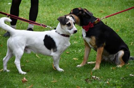 Prowadzący schronisko spełnia wszystkie wymagania wynikające z przepisów