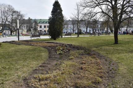 zwiększenie powierzchni zielonej na Placu Marii Konopnickiej w Suwałkach