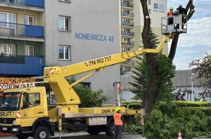 decyzja o usunięciu drzewa została podjęta ze względów bezpieczeństwa