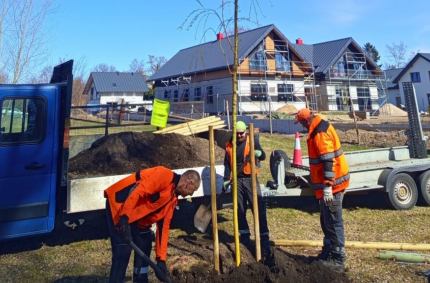Wiosną zaplanowano posadzenie 37 nowych drzew